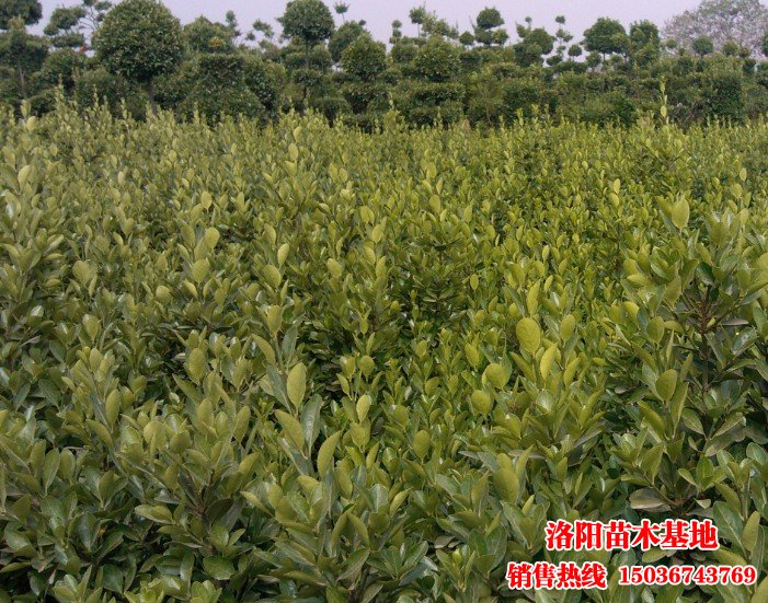 ���~�S��