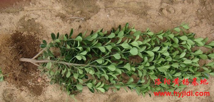 ���~�S��