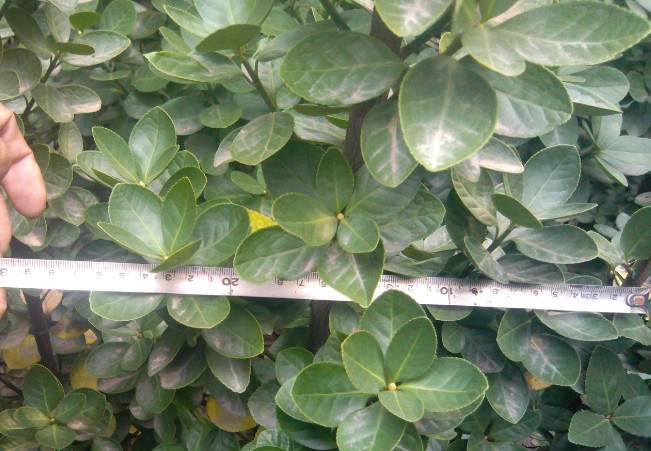 �������S���~ï