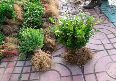 大葉黃楊苗 大葉黃楊苗