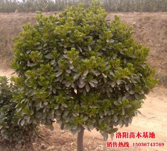 獨干大葉黃楊球