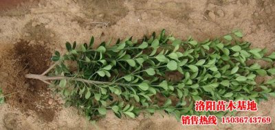 ���~�S��DƬ