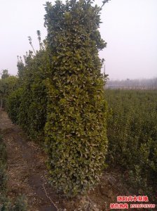 黃楊柱,大葉黃楊柱圖片