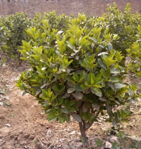 30-40公分大葉黃楊球