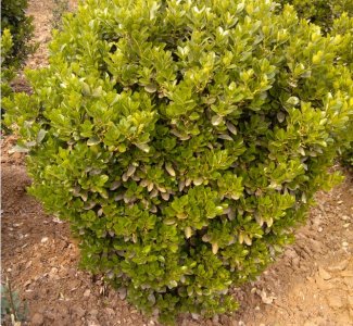 ���~�S��ë��