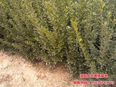 ���~�S��DƬ3