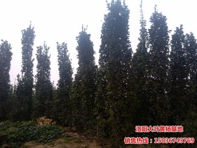 北海道黃楊圖集