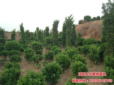 大葉黃楊筒子球_黃楊柱