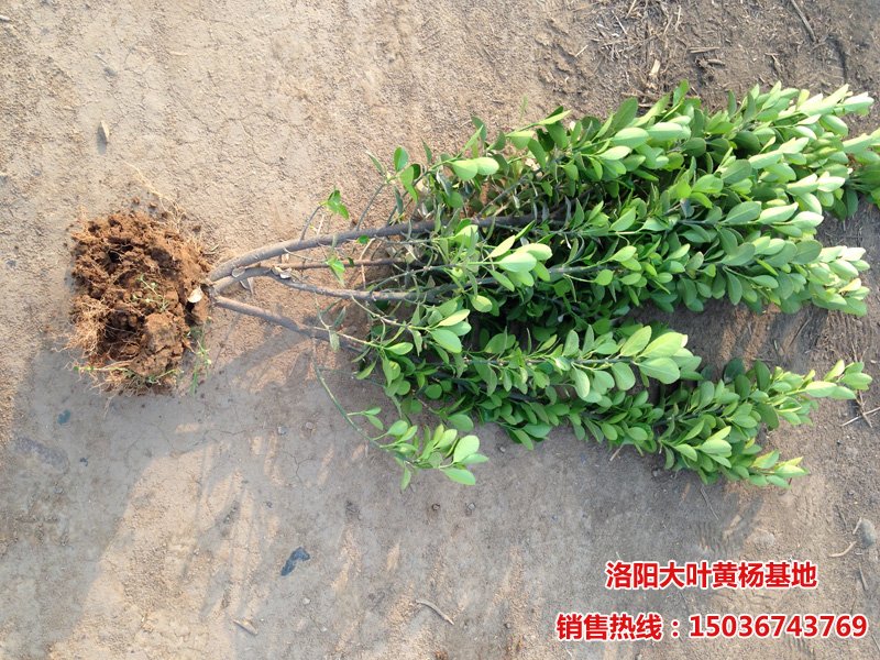 ���~�S��ο�