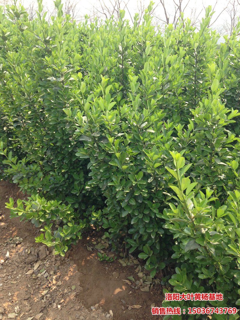 ���~�S��