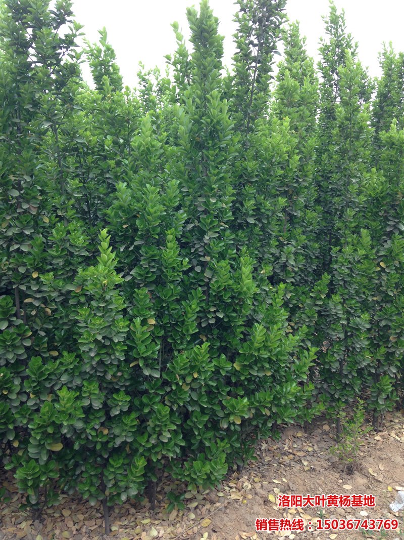 �������S��