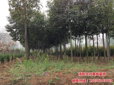 8公分米徑大葉女貞