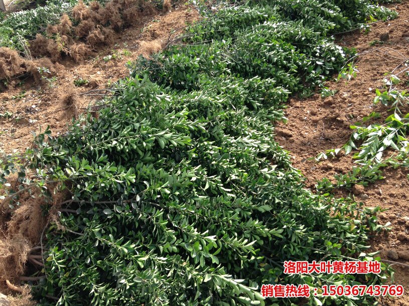 大葉黃楊工程苗