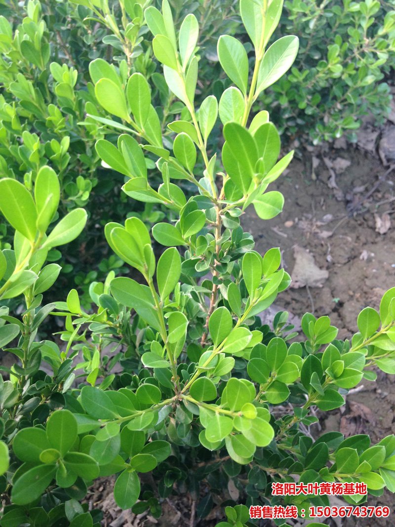 С�~�S���~ï