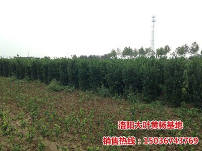 四季常青的北海道黃楊