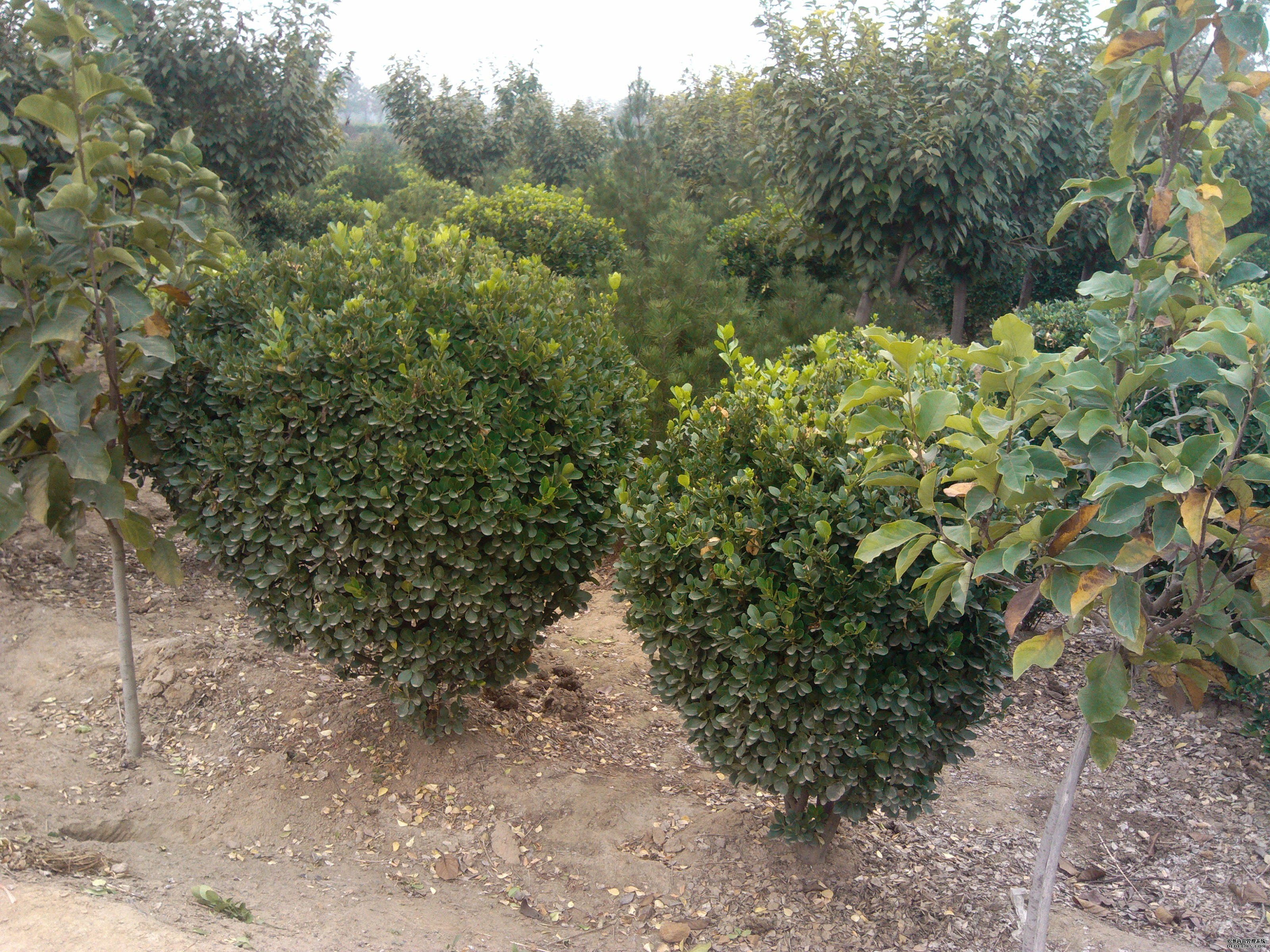 大規(guī)格大葉黃楊球